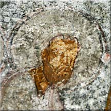 Fresque, visage d'un apôtre