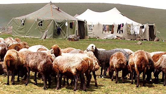 Campement yézidi, au flanc de l'Aragats Campement yézidi, au flanc de l'Aragats