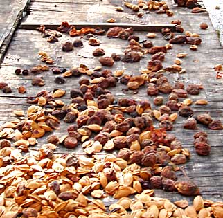 Eghvard, les fruits qui sèchent Eghvard, les fruits qui sèchent