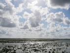 L'été, nénuphars et nuages